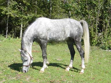 caballo dieta